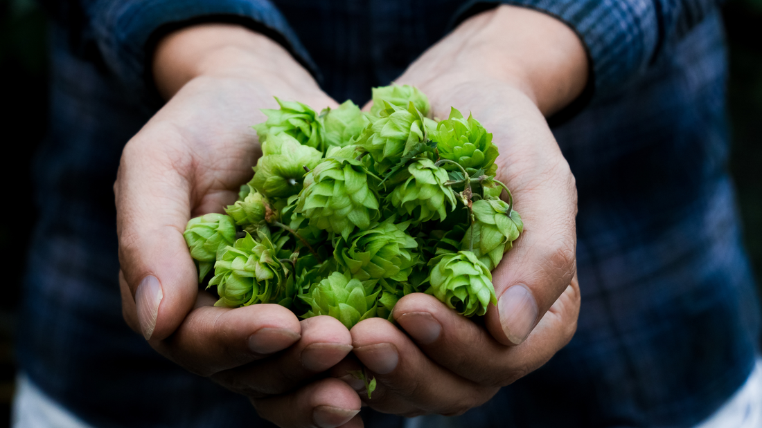 Picture of hands holding fresh hops